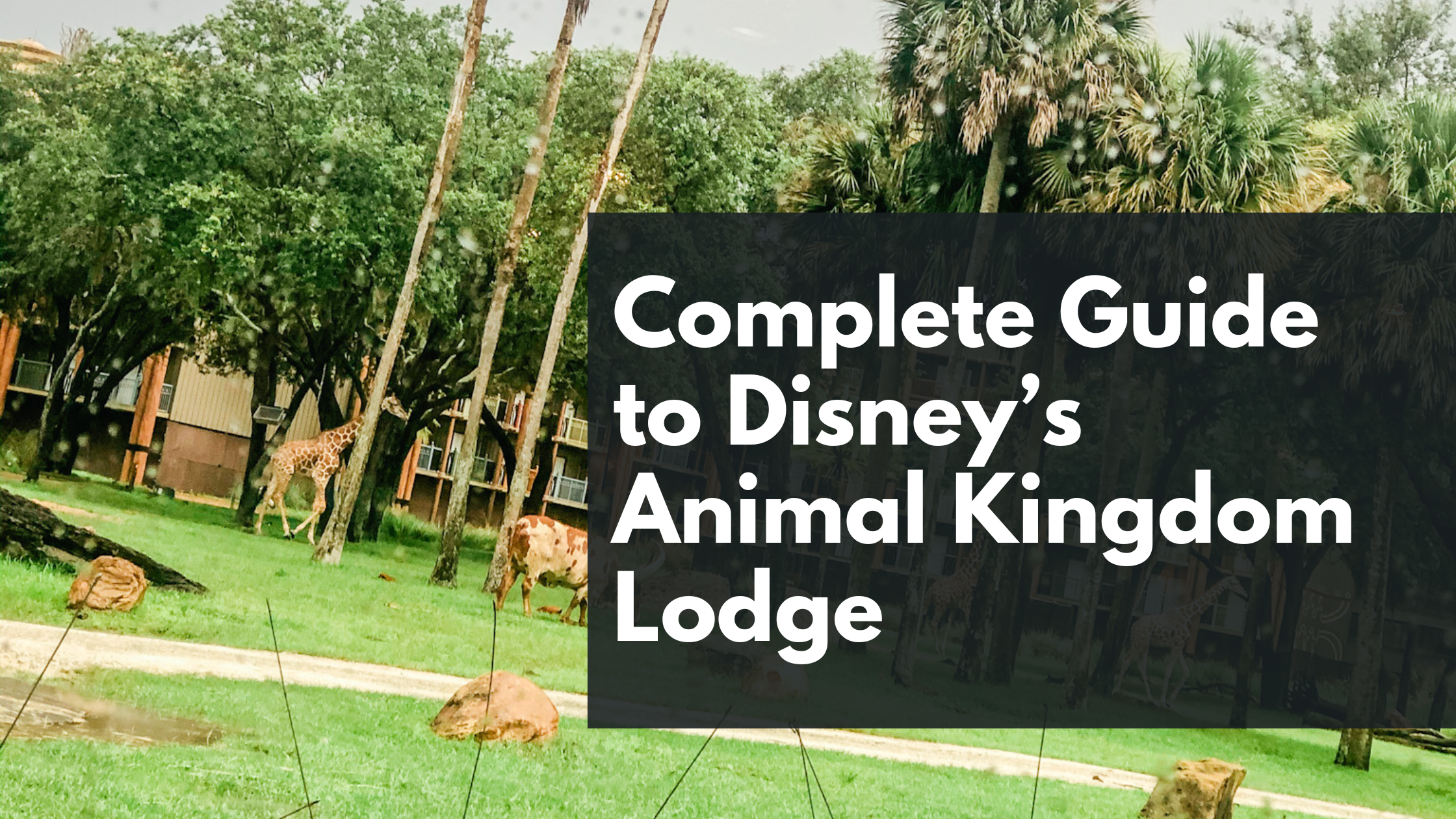 Complete Guide to Disney’s Animal Kingdom Lodge